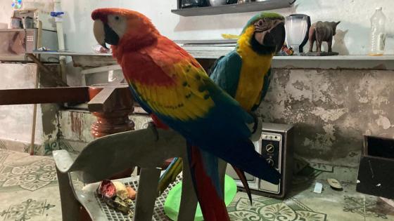 fauna silvestre Barbosa Antioquia noticias fauna silvestre Barbosa Antioquia noticias