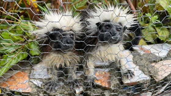 fauna silvestre Barbosa Antioquia noticias fauna silvestre Barbosa Antioquia noticias