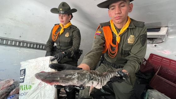 bagre incautado 300 kilos noticias Medellín