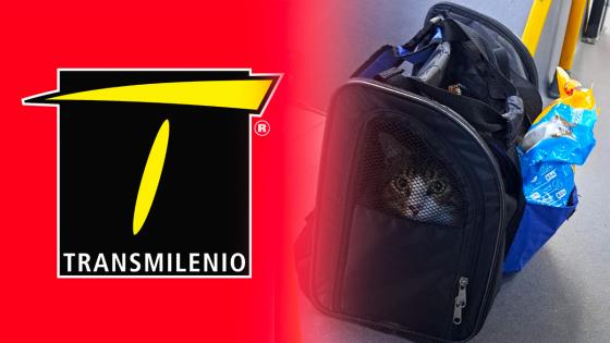 Gato abandonado en TransMilenio