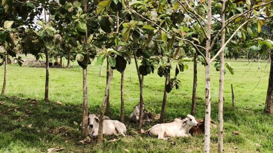 Bajo Cauca antioqueño distrito eco ganadero