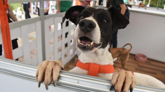 Feria adopción animal Medellín La Perla 