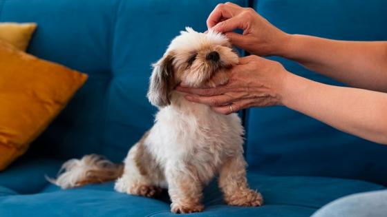 Así usted podrá prevenir la tos en su mascota. Conozca los tips. Así usted podrá prevenir la tos en su mascota. Conozca los tips.