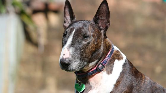 Perro queda atrapado en cables de energía