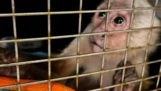 mono capuchino Bello Antioquia 