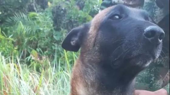 perro Guaviare Óliver Wilson 