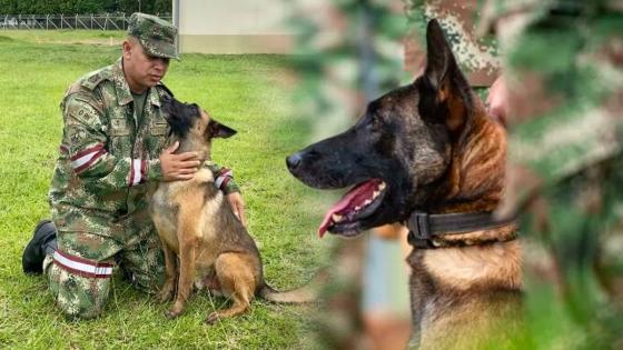 ¿Cuáles son los requisitos para adoptar un perro jubilado del Ejercito? ¿Cuáles son los requisitos para adoptar un perro jubilado del Ejercito?