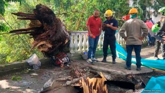 Policías heridos tras caída de árbol