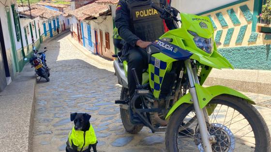Barbas Perro Policía 