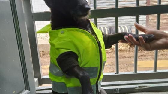 Barbas Perro Policía 
