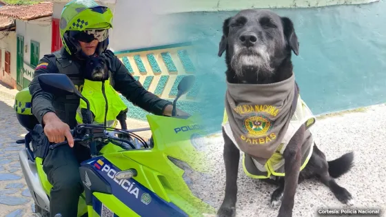 Barbas Perro Policía Concepción Antioquia 