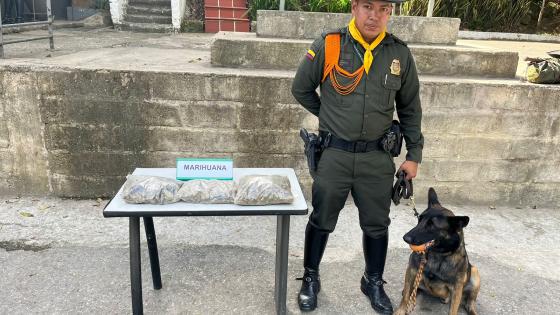 Perro marihuana Medellín 