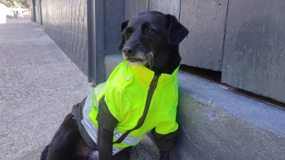Barbas Perro Policía 