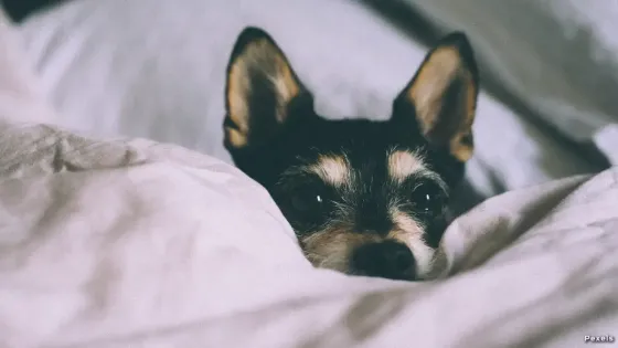 ¿Cómo ayudar a las mascotas cuando ocurre un sismo?