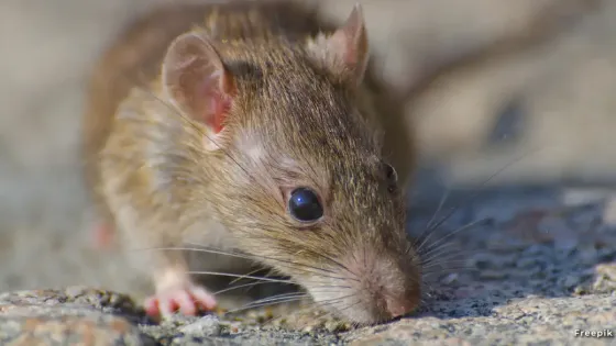 Ratas-Bogotá