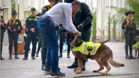 Cuatro caninos de la Policía fueron condecorados en su despedida del servicio en la Policía Metropolitana