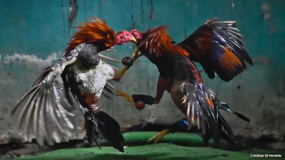 La disyuntiva de la pelea de gallos, ganador de foto-reportaje en el Xilópalo