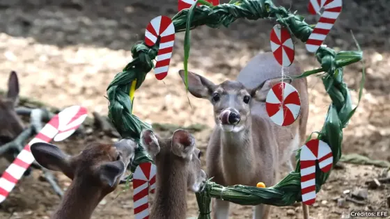 Animales de zoológico de Cali les llegó su Navidad: les obsequiaron un banquete