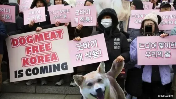 Corea del Sur prohibió el consumo de carne de perro ¿Desde cuándo?