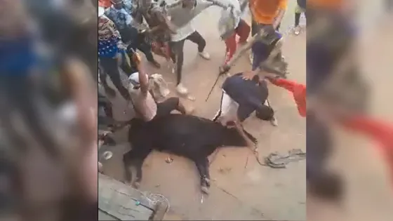 Indignación por la cruel agresión a un toro en Fiestas de Necoclí