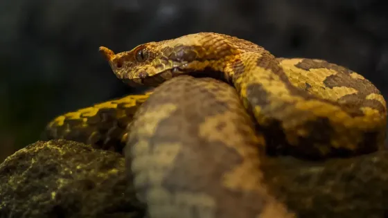 Five new species of vipers were discovered in Colombia