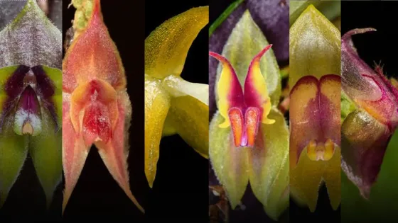 Las nuevas orquídeas que descubrieron en Cali, Colombia