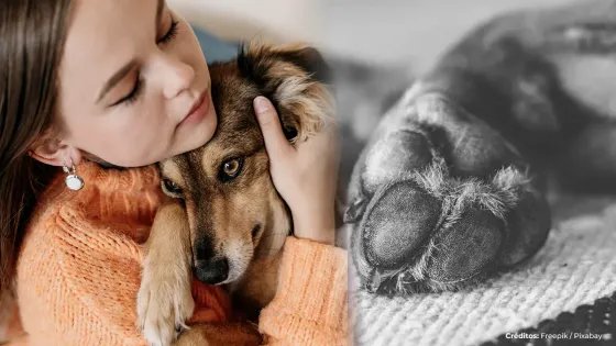 ¿Existe una calamidad doméstica por la muerte de una mascota?