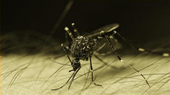Fiebre-amarilla-en-Colombia