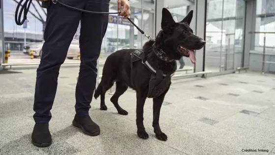 perros de vigilancia
