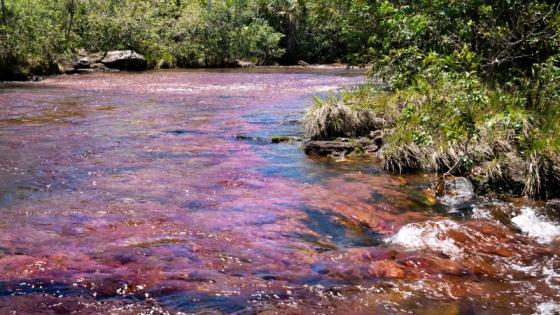 Caño Cristales. 