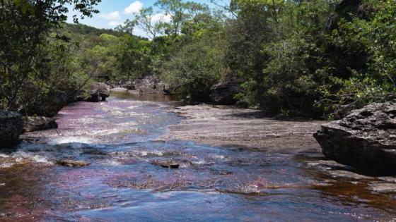 Caño Cristales. 