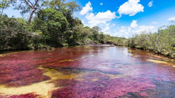 Caño Cristales. 