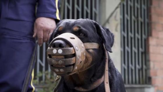 Se reglamenta el uso de caninos en seguridad privada: horarios máximos, certificaciones anuales y controles estrictos.