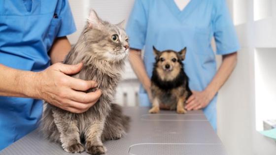 Conozca cómo acceder a la jornada de 7.000 cupos gratuitos para esterilización de mascotas en Bogotá 