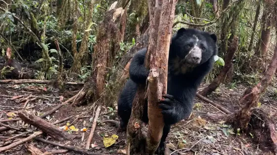 Tamá-liberación-oso-andino