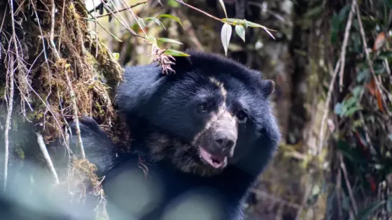Tamá-oso.andino-regreso-casa