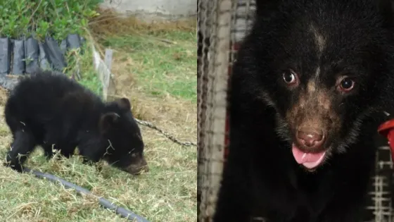 Tamá-rescate-oso-andino