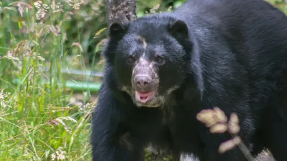 Tamá-Oso-Andino-Libertad