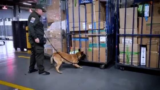 Así cayó un cargamento de 100 kilos de marihuana en El Dorado