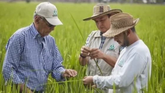 Arroceros en alerta: Fedearroz pide frenar importaciones de Ecuador 