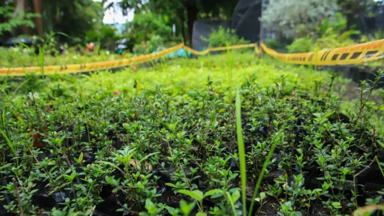 plantas -ornamentales-semana-santa-cali