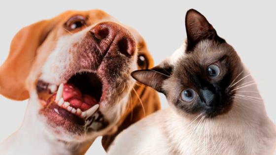 Mascotas en Bogotá.