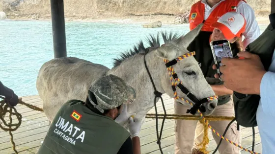 rescate-burro-Apolo-Cartagena