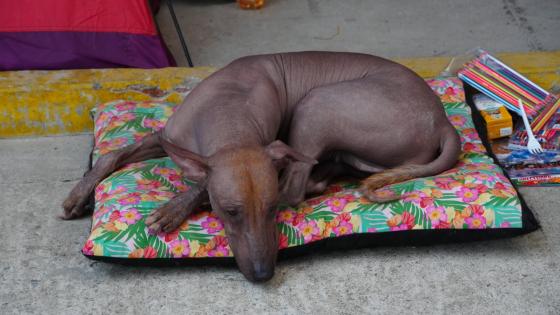 Familia sobrevivió al sismo en Cali y encontró refugio junto a sus mascotas