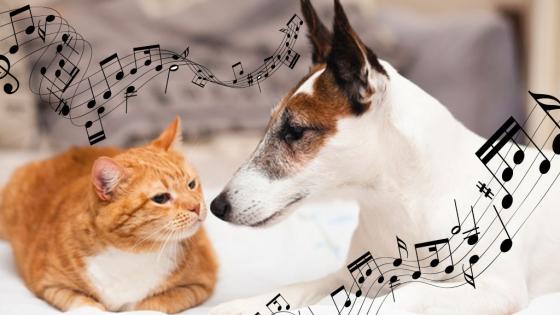 Spotify crea listas musicales para las mascotas