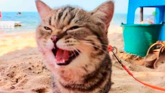 La reacción de un gato que por primera vez va a la playa
