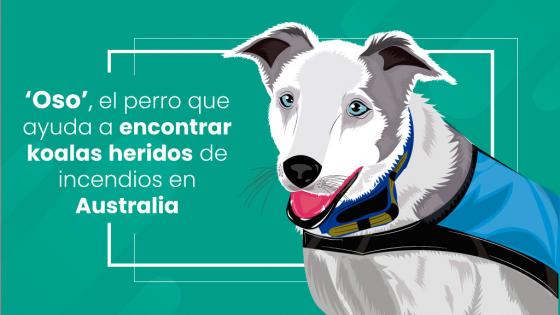Oso, el perro que salva koalas de incendios en Australia