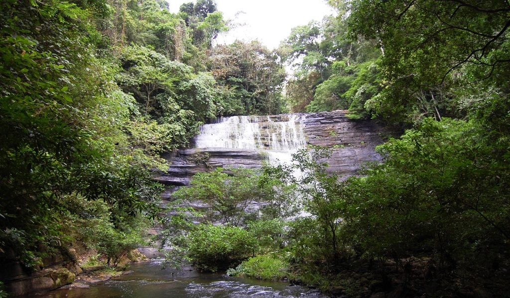 Bosques, otra gran riqueza de Colombia
