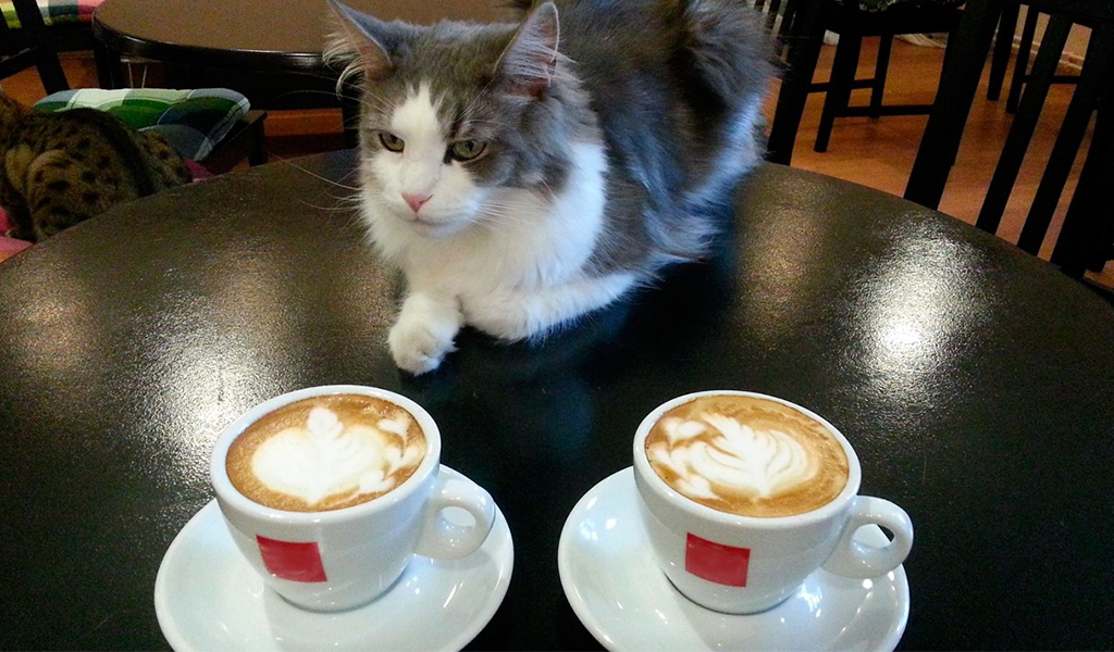Un café para amantes de los gatos