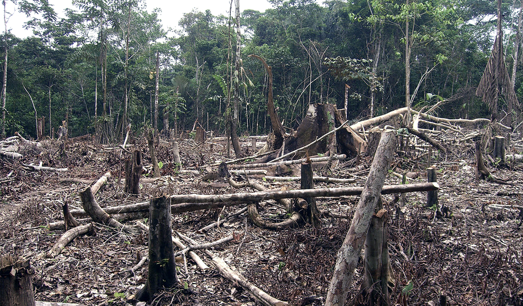 Colombia y Noruega unidos contra la deforestación